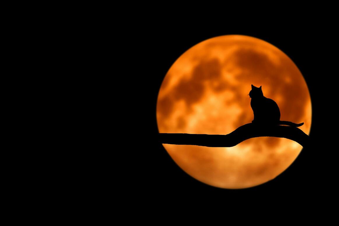 Halloween_Bonneville