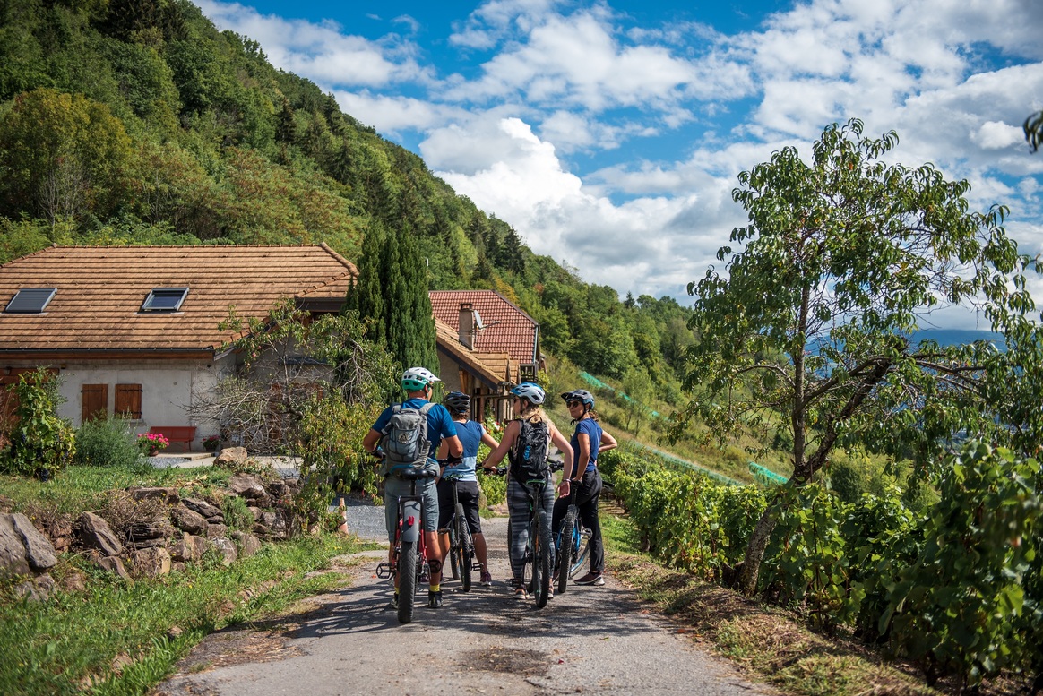 Vélo Vignes - vecteur montagne