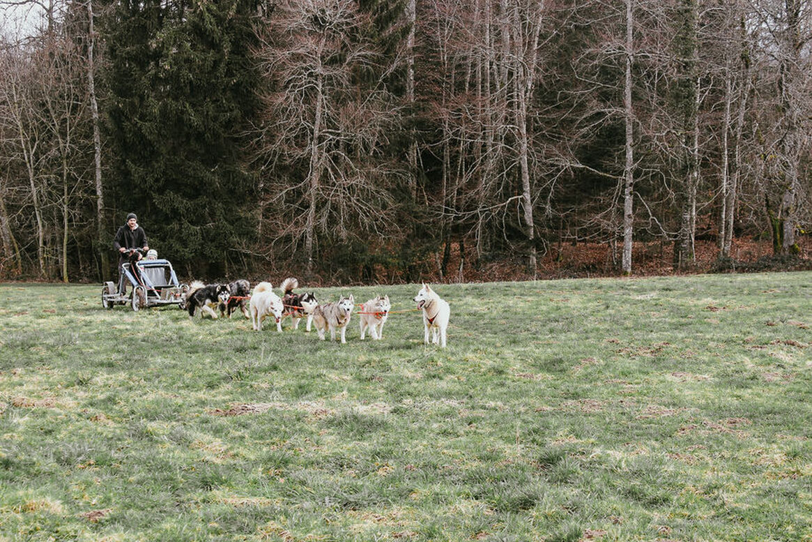Cani-kart