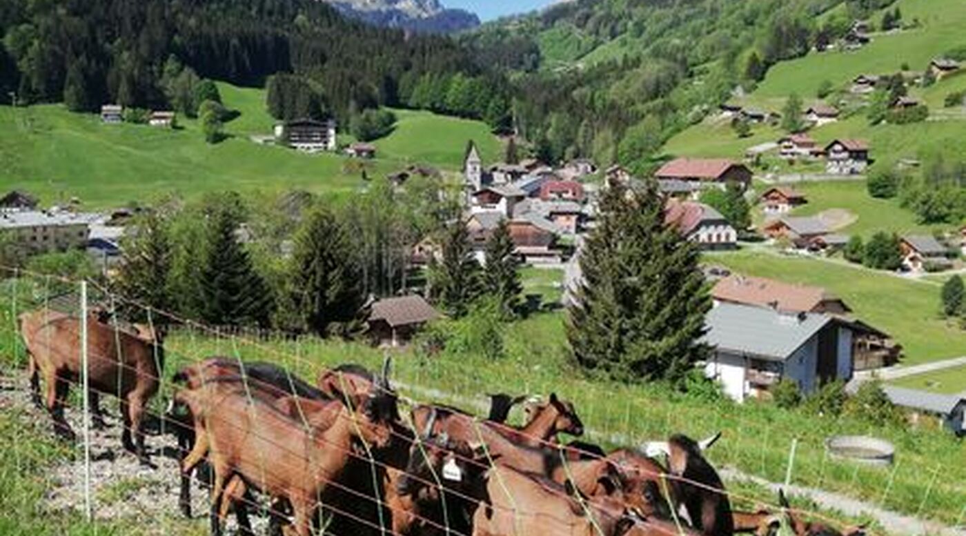 Les chèvres de la Ferme d'en Haut